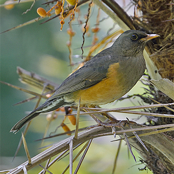Abyssinian Thrush