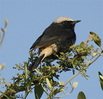 Abyssinian Wheatear