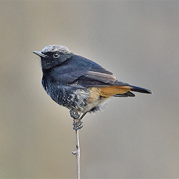 Abyssinian Wheatear