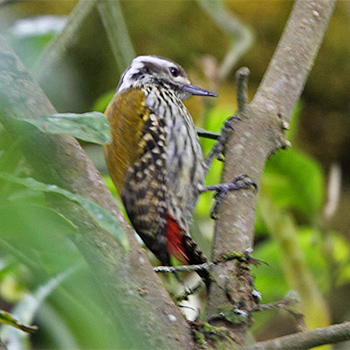 Abyssinian Woodpecker