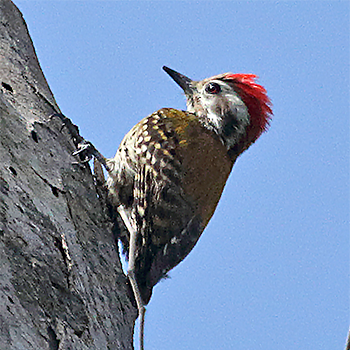 Abyssinian Woodpecker