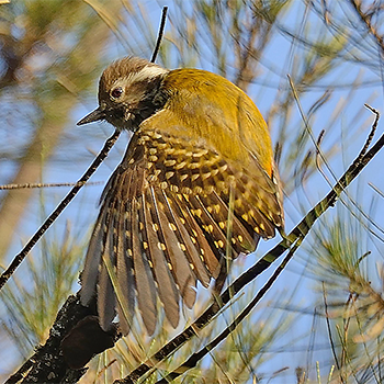 Abyssinian Woodpecker