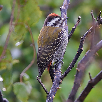 Abyssinian Woodpecker