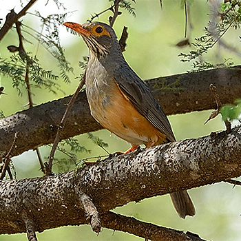 African Bare-eyed Thrush
