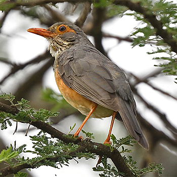 African Bare-eyed Thrush