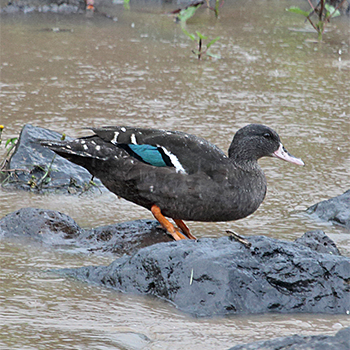 African Black Duck