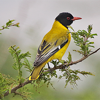 African Black-headed Oriole