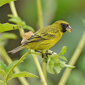 African Citril