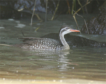 African Finfoot