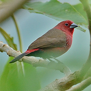 African Firefinch