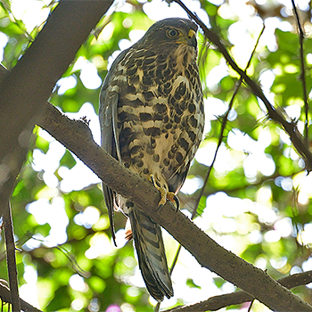 African Goshawk
