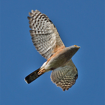 African (Ethiopian – <em>unduliventer</em>) Goshawk
