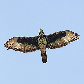 African Hawk-eagle