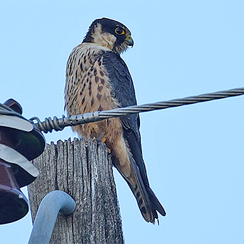 African Hobby