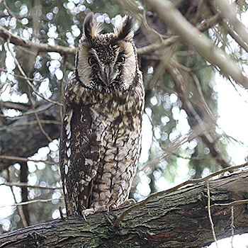 Abyssinian Owl
