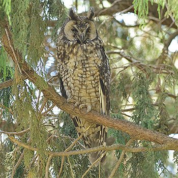Abyssinian Owl