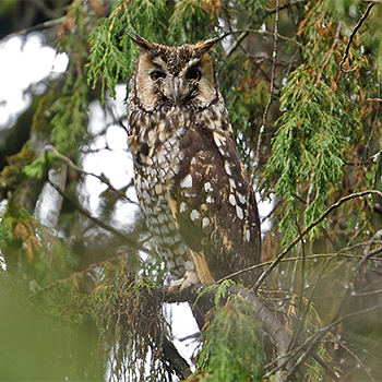 Abyssinian Owl
