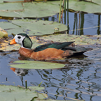 African Pygmy-goose