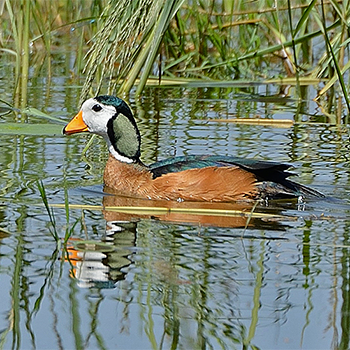 African Pygmy-goose