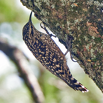 African Spotted Creeper