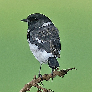 African Stonechat