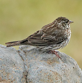 Ankober Serin