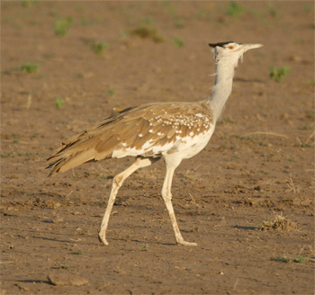 Arabian Bustard