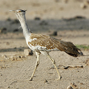 Arabian Bustard