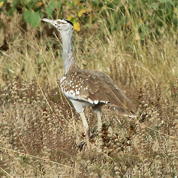 Arabian Bustard
