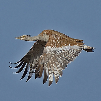 Arabian Bustard