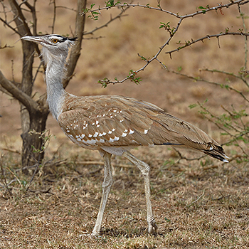 Arabian Bustard