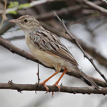 Ashy Cisticola