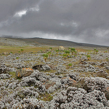 Bale Highlands