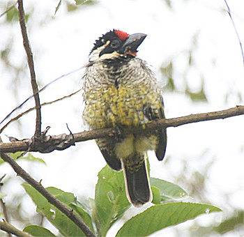Banded Barbet