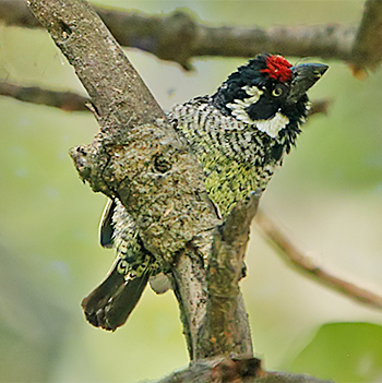 Banded Barbet