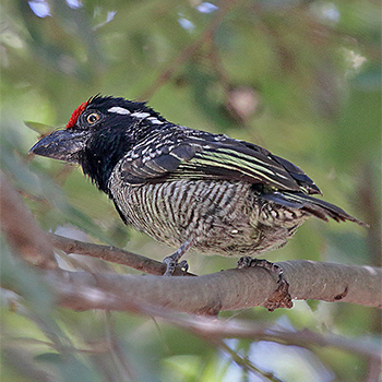 Banded Barbet