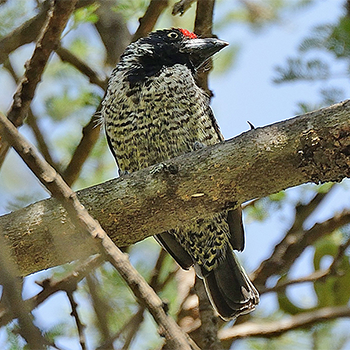 Banded Barbet