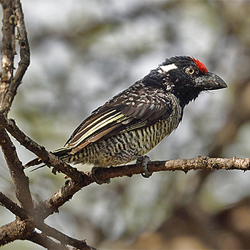 Banded Barbet