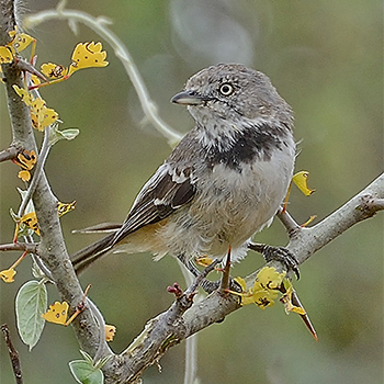 Banded Parisoma