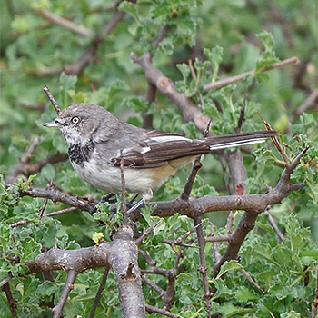 Banded Parisoma