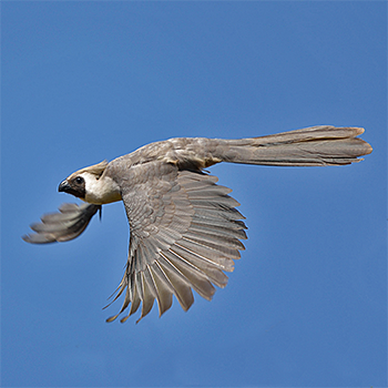 Bare-faced Go-away-bird
