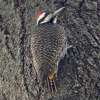 Bearded Woodpecker