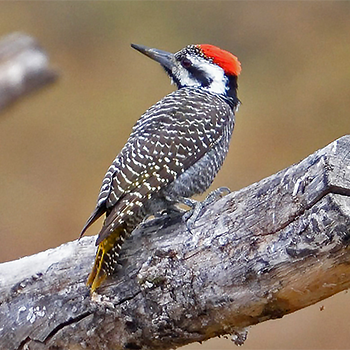 Bearded Woodpecker