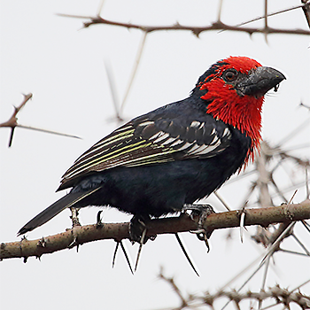 Black-billed Barbet