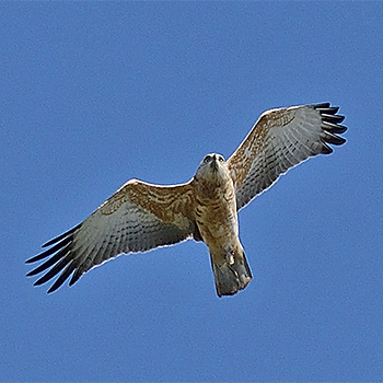 Black-breasted Snake-eagle (imm)