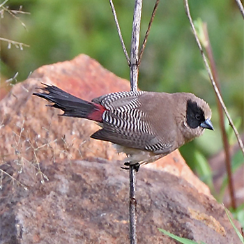 Black-cheeked Waxbill