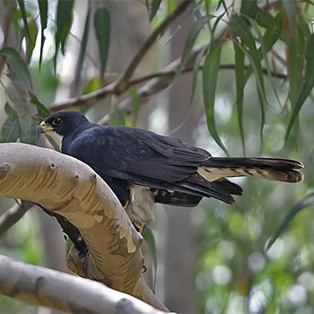 Black Goshawk