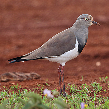 Black-winged Lapwing
