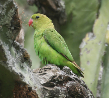 Black-winged Lovebird