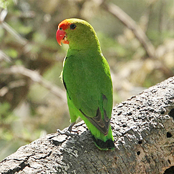 Black-winged Lovebird